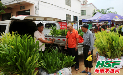 东昌农场公司白石溪地区槟榔行情走势向好